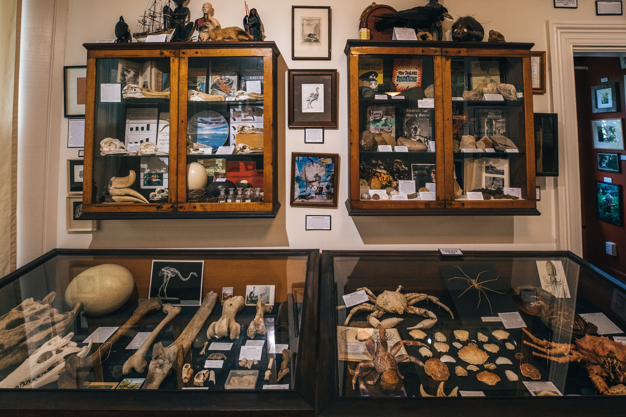 New Zealand’s quirkiest museum is full of mystery (and bones)